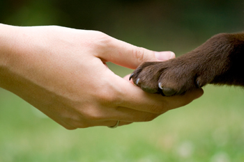 Human Hand to Dog Paw Hand Shake